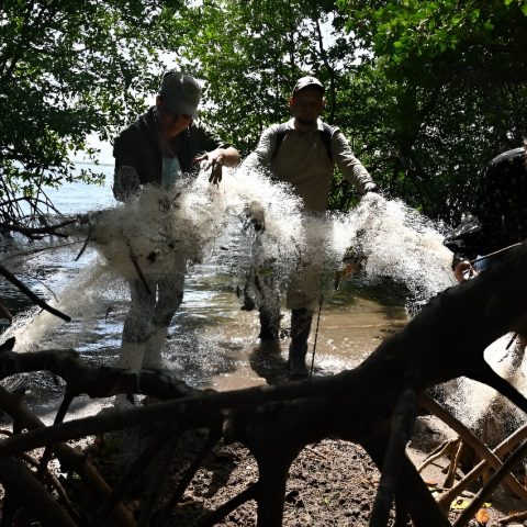 Discarded plastic mars Honduran mangrove island