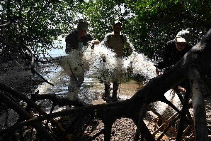 Discarded plastic mars Honduran mangrove island