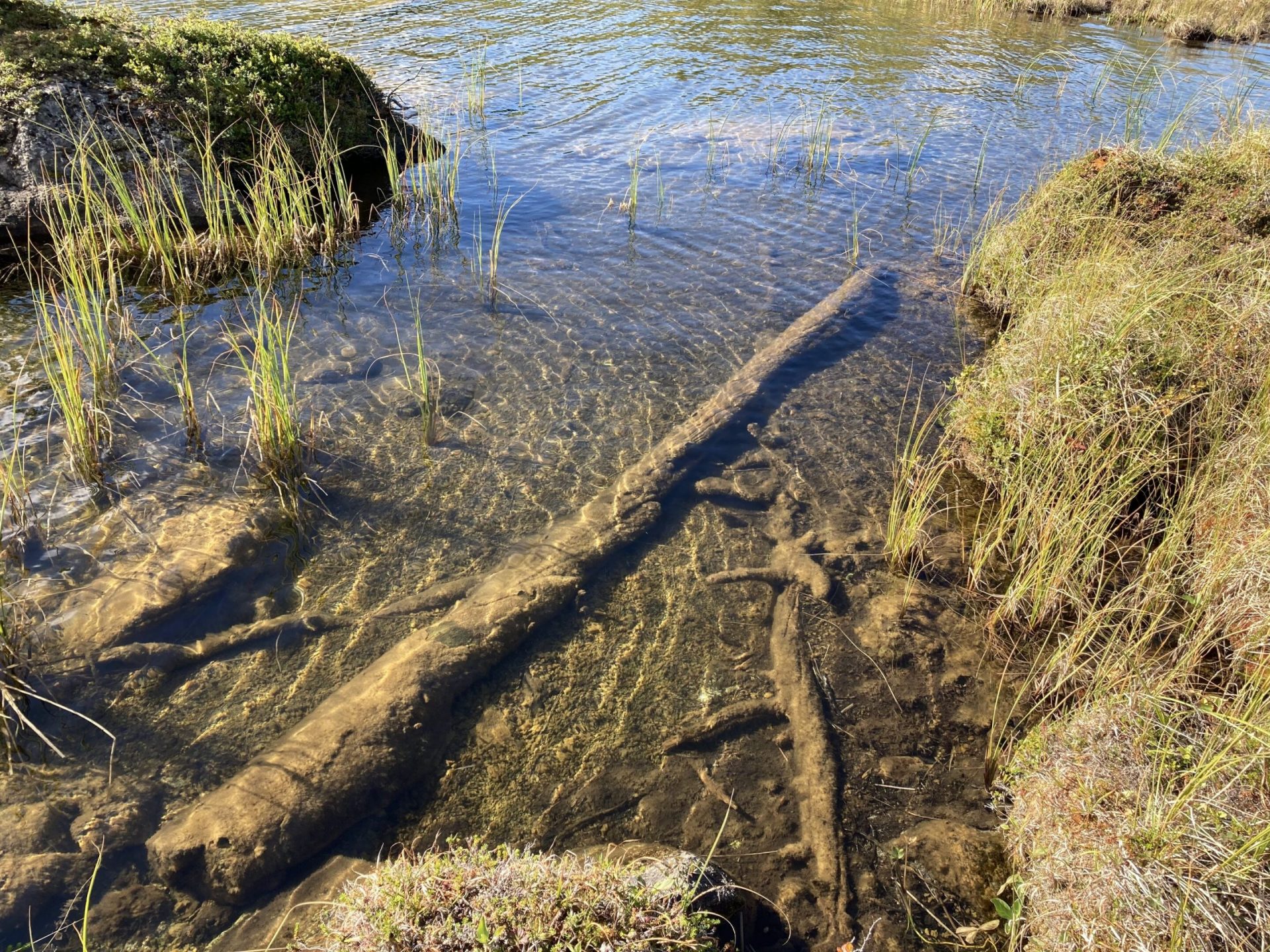 Tree rings show unprecedented warmth in the last 1,200 years