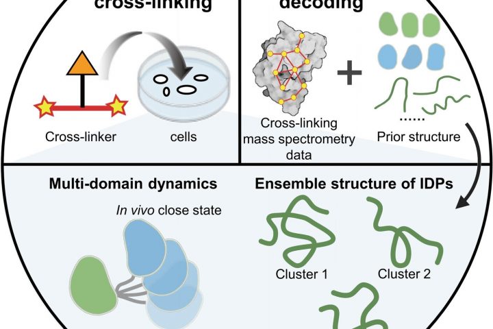 New strategy reveals inner workings of proteins in cells