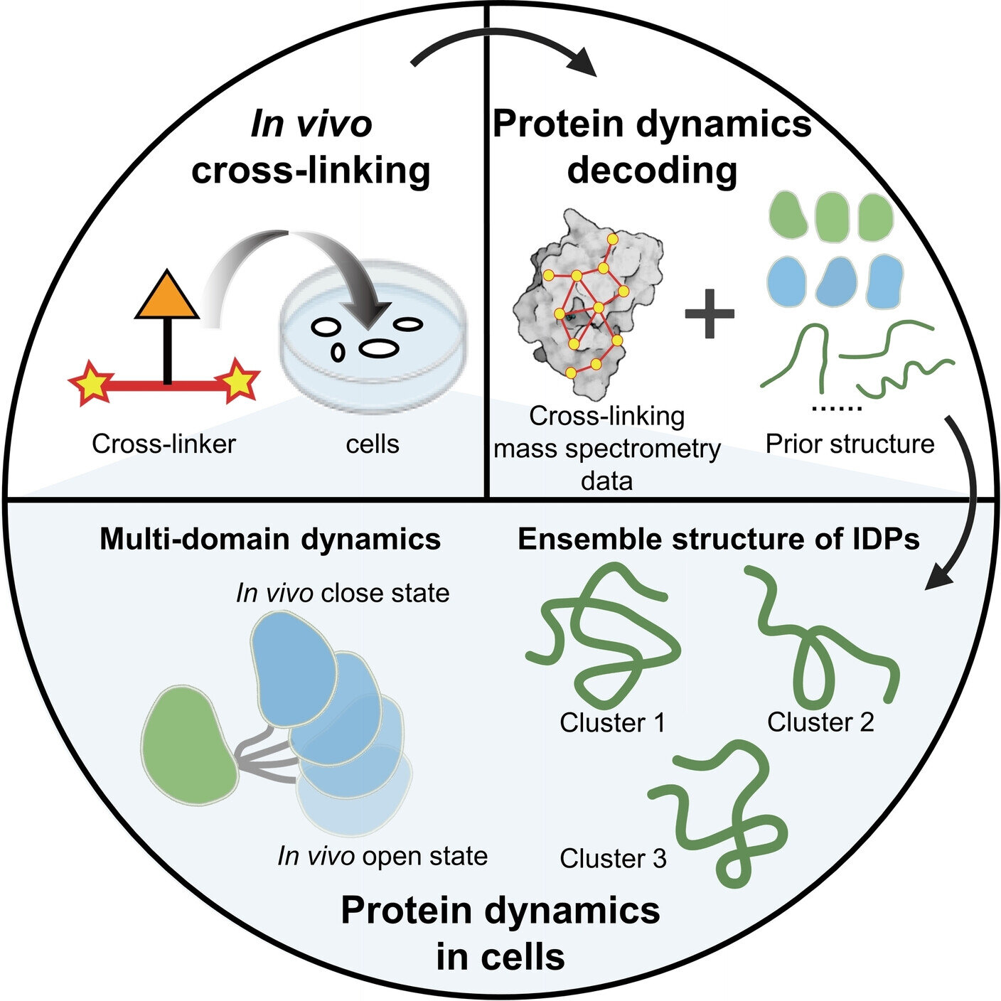 New strategy reveals inner workings of proteins in cells