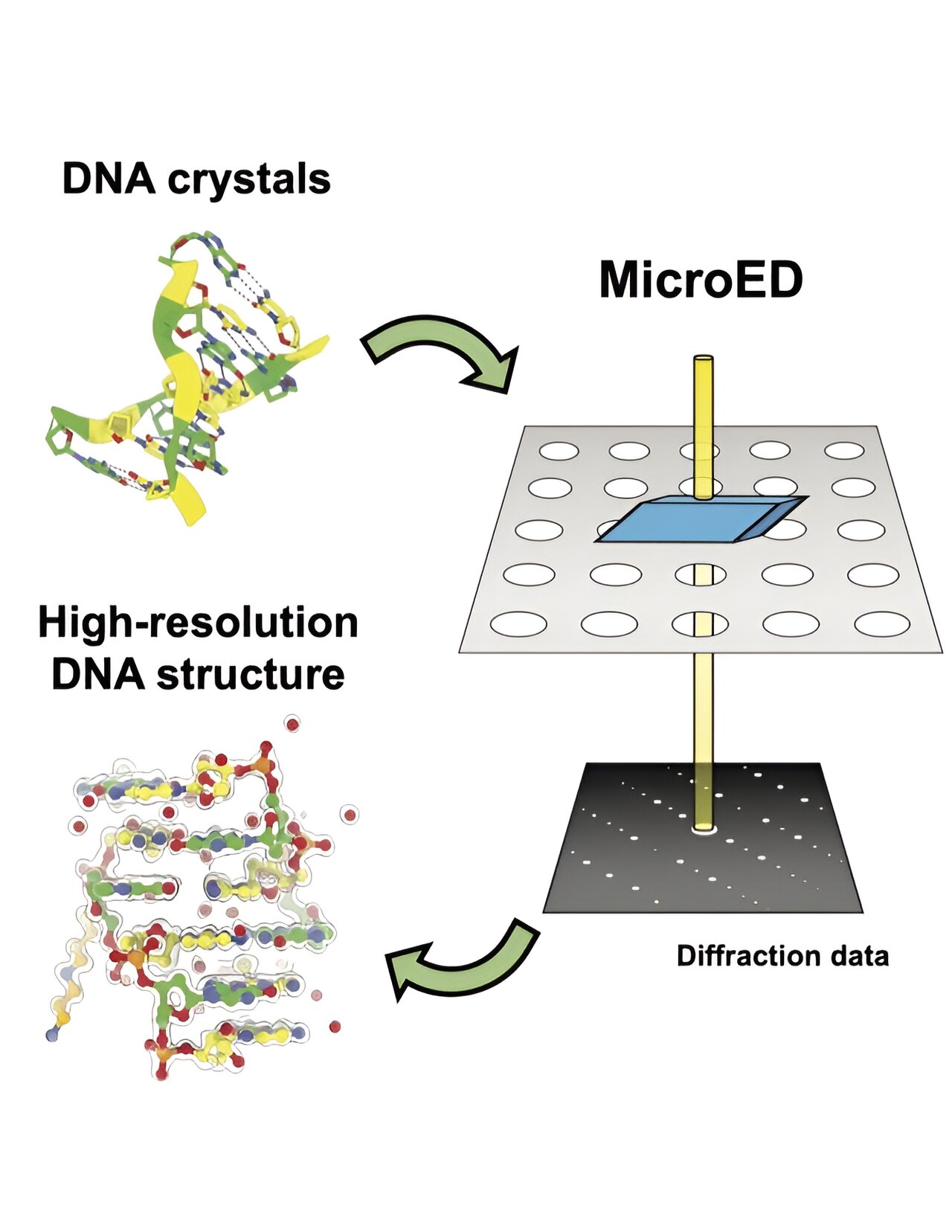 Researchers Show First Use of MicroED for Nucleic Acid Crystallography