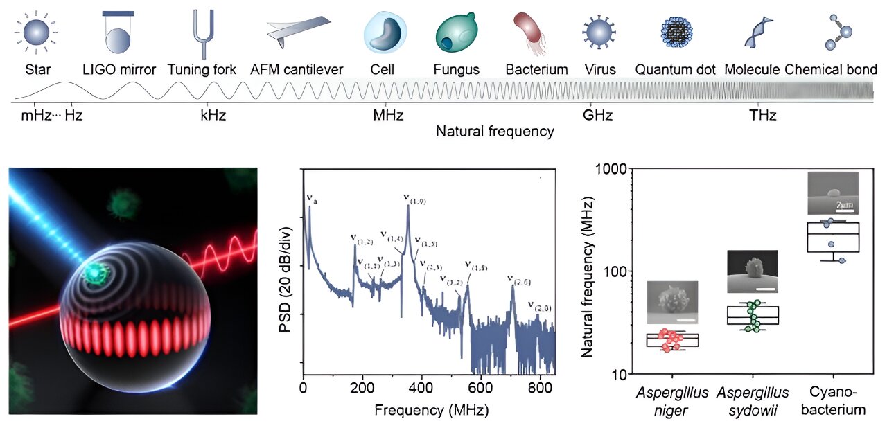Single-Particle Photoacoustic Vibrational Spectroscopy Utilizing Optical Microresonators