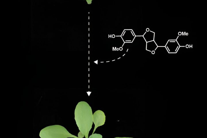 Chemical Compounds Unveil Crucial Role in Plant Development, Experiments Reveal