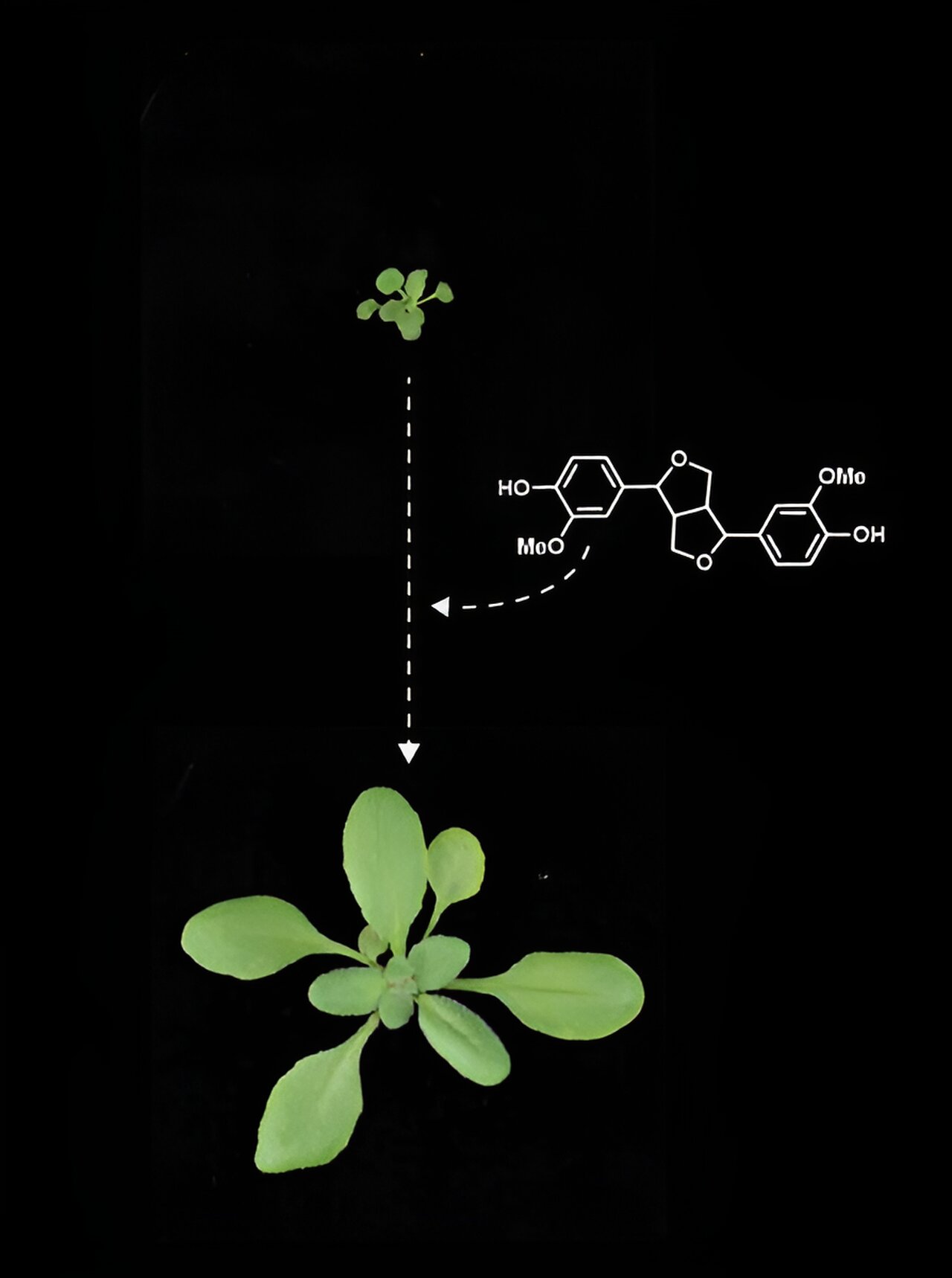 Chemical Compounds Unveil Crucial Role in Plant Development, Experiments Reveal