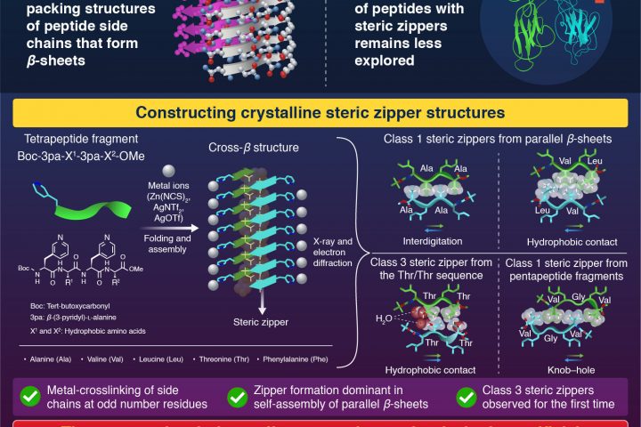 Steric Zipper Interactions Unveiled in Synthetic Crystalline Peptide β-Sheets