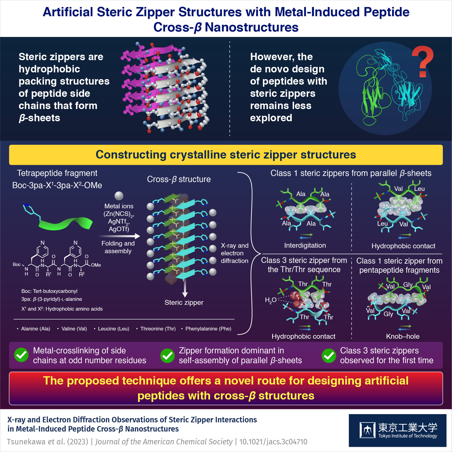 Steric Zipper Interactions Unveiled in Synthetic Crystalline Peptide β-Sheets