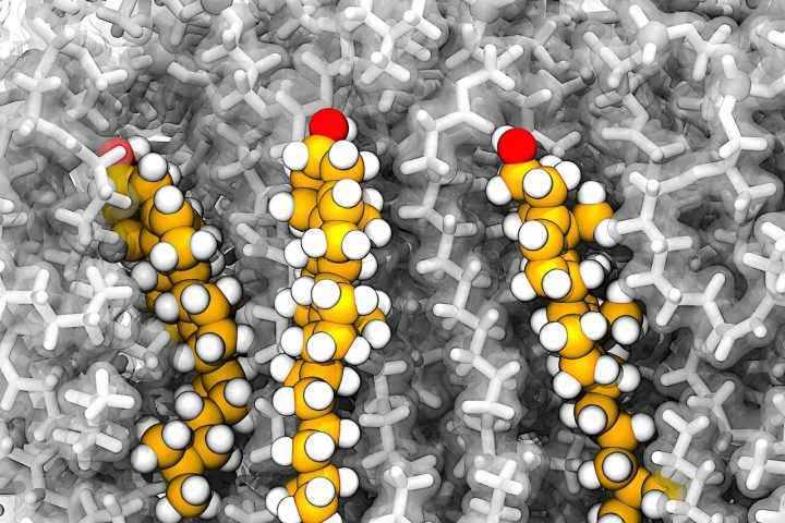 Study uncovers unusual cholesterol movements within cellular membranes