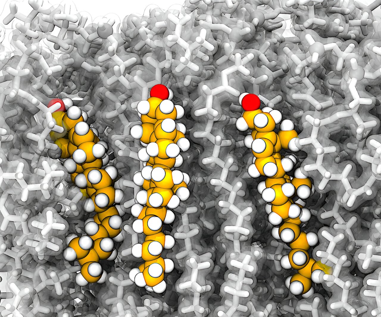 Study uncovers unusual cholesterol movements within cellular membranes
