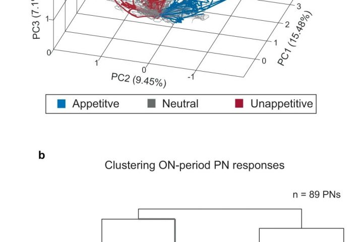 Good smells, bad smells: Insect brain holds the key