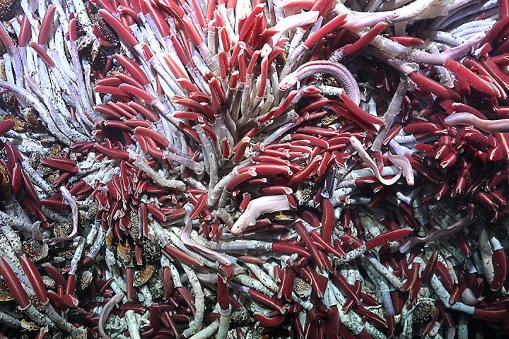 Scientists Unearth New Ecosystem Beneath Hydrothermal Vents