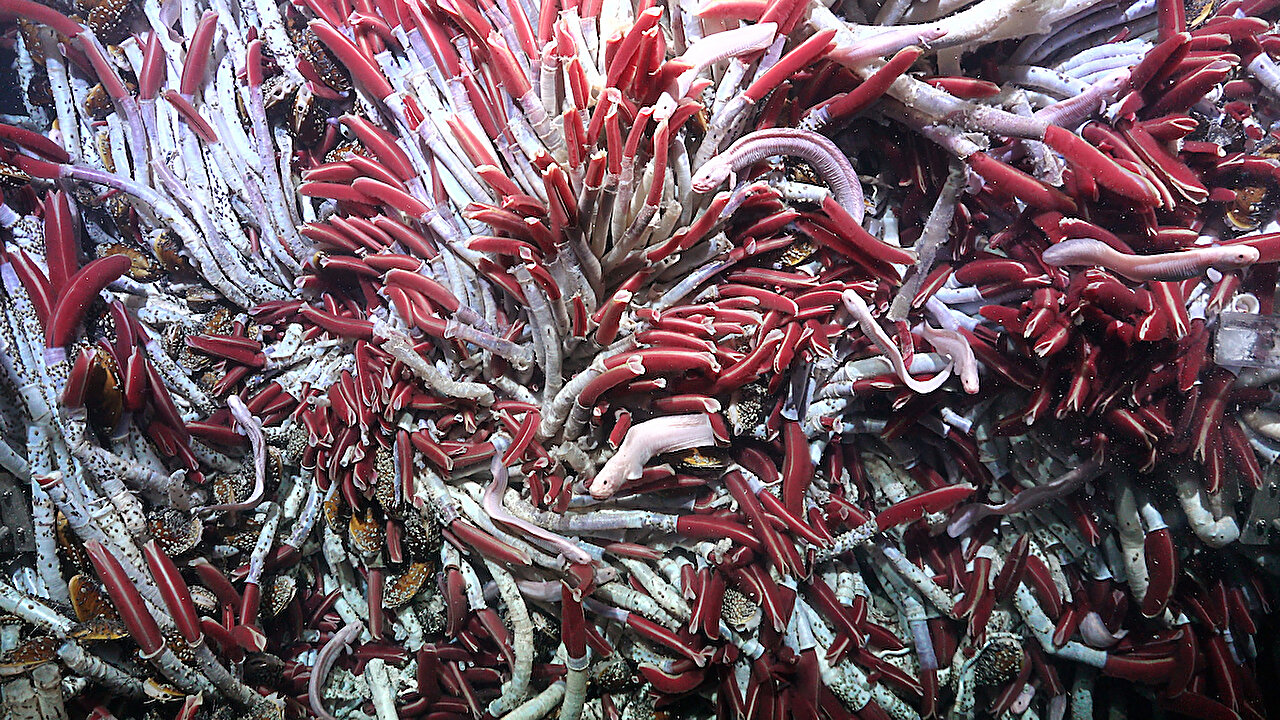 Scientists Unearth New Ecosystem Beneath Hydrothermal Vents
