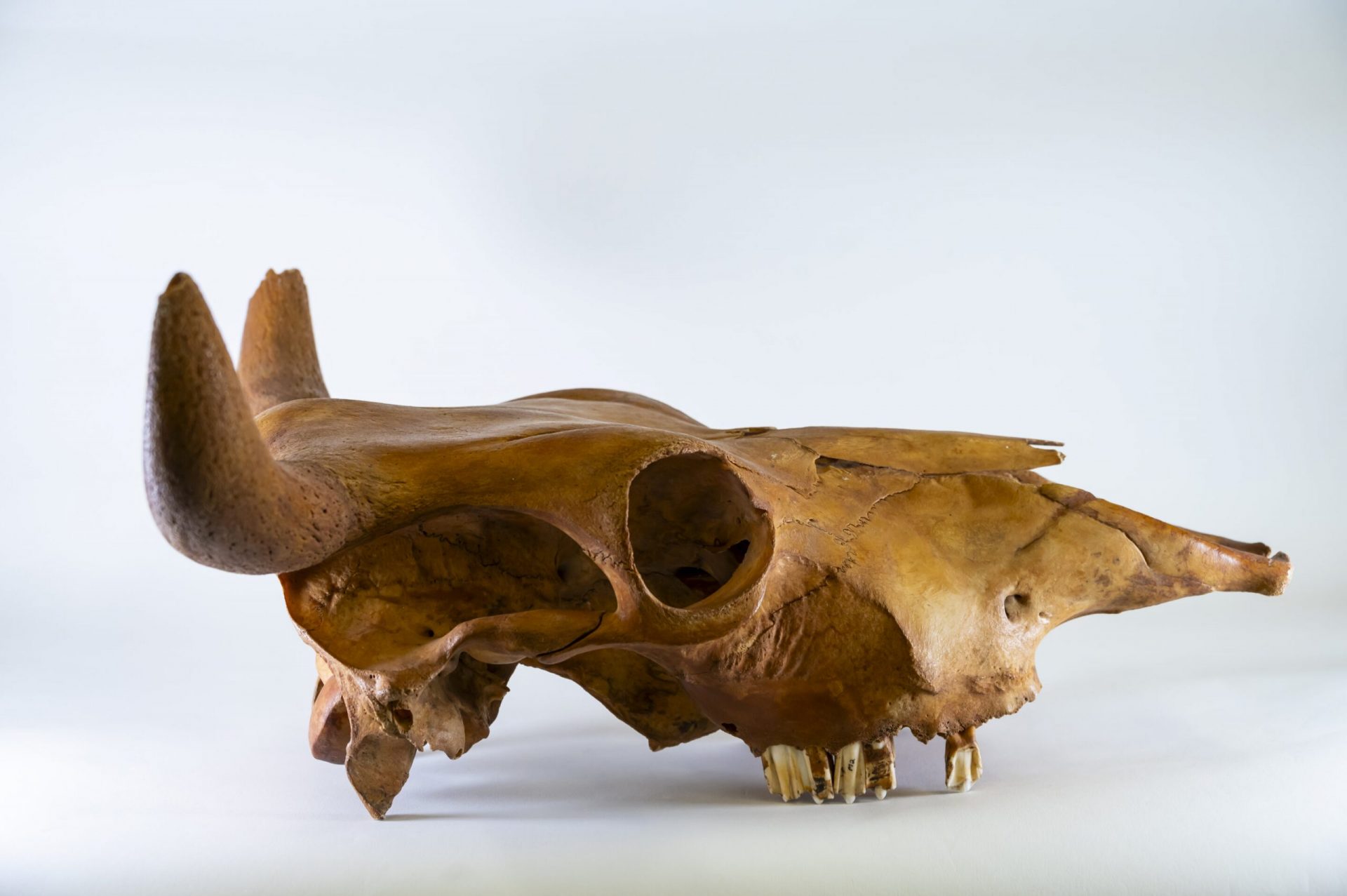 Ancient DNA uncovers African origins of cattle in the Americas
