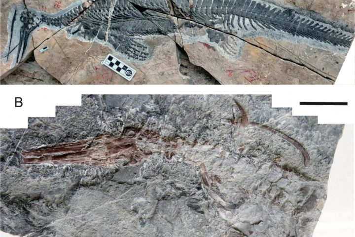 Discovery of Two New Specimens Suggests Hupehsuchus Was an Ancient Filter Feeder