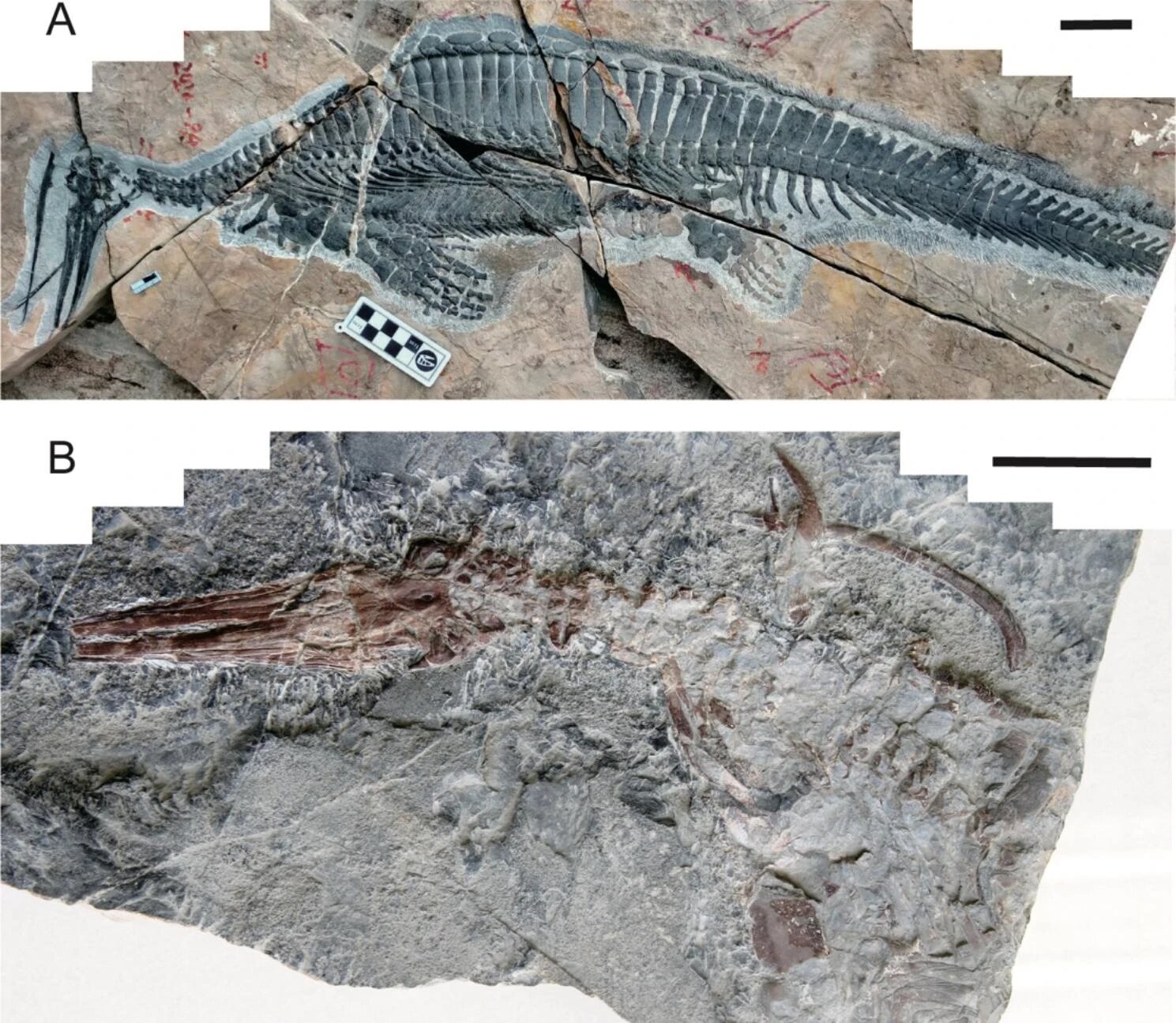 Discovery of Two New Specimens Suggests Hupehsuchus Was an Ancient Filter Feeder