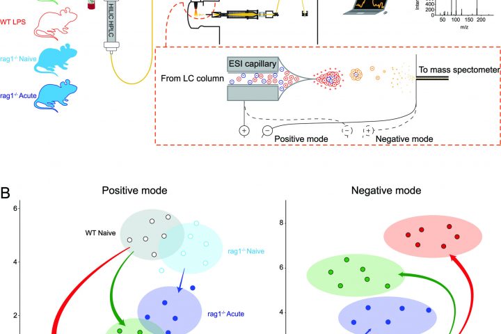 Inflammation Slows Malaria Parasite Growth and Reproduction in the Body, Study Reveals