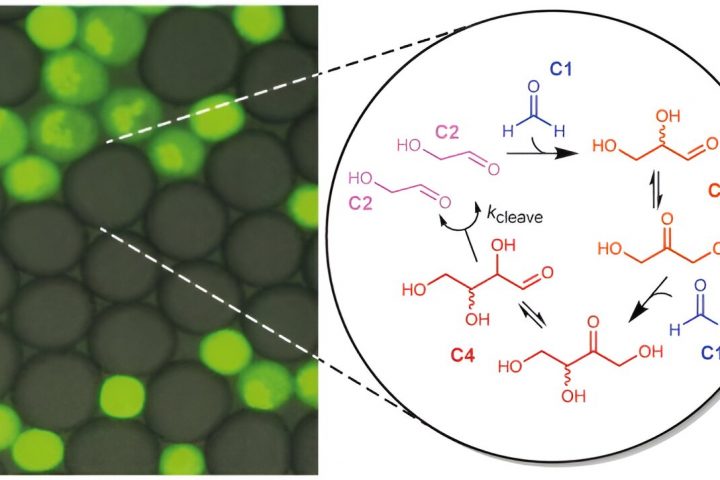 Small-Molecule Autocatalysis: A Potential Catalyst for the Rise of Natural Selection