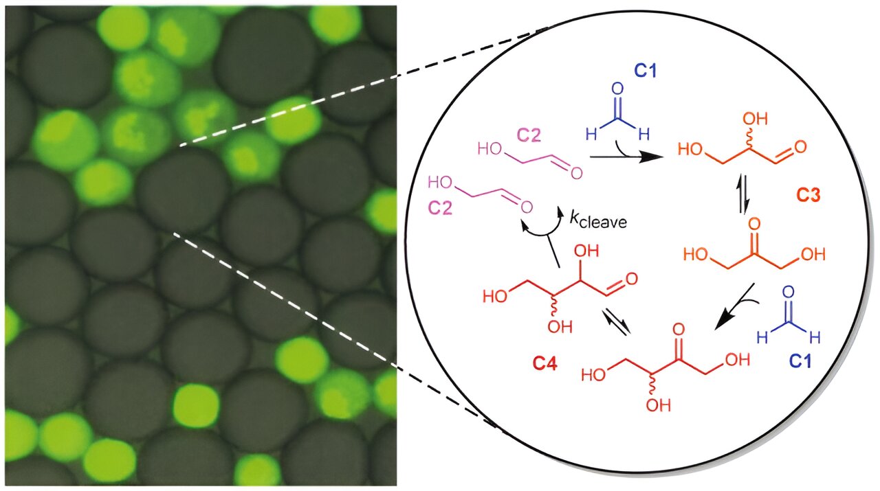 Small-Molecule Autocatalysis: A Potential Catalyst for the Rise of Natural Selection