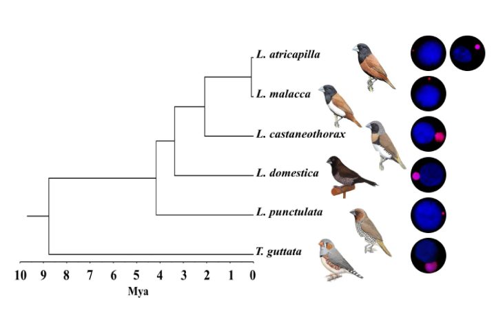 Peculiarities Unveiled: Songbirds’ Germline-Restricted Chromosome