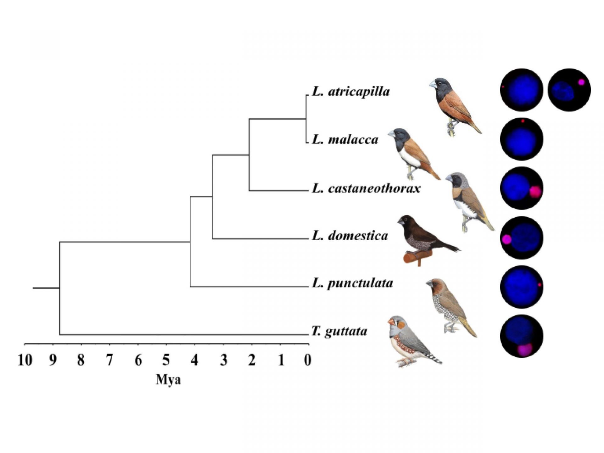 Peculiarities Unveiled: Songbirds’ Germline-Restricted Chromosome