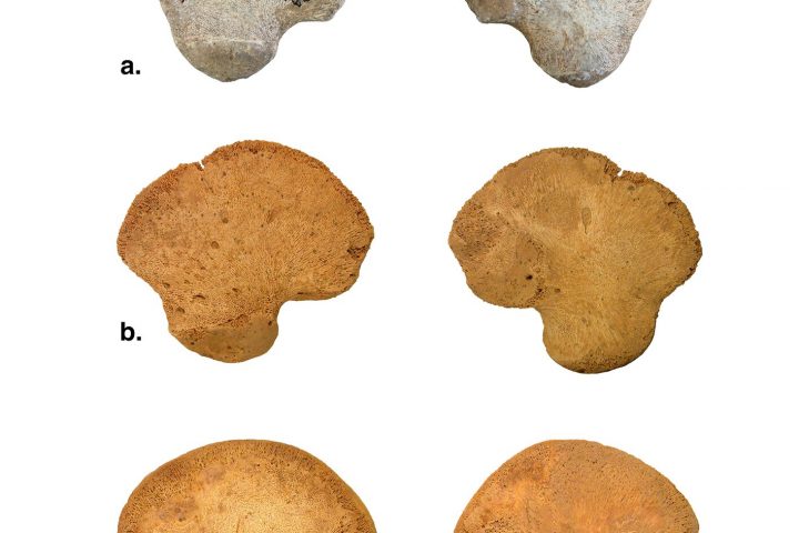 Hip bone discovered in French cave suggests new branch of Homo sapiens