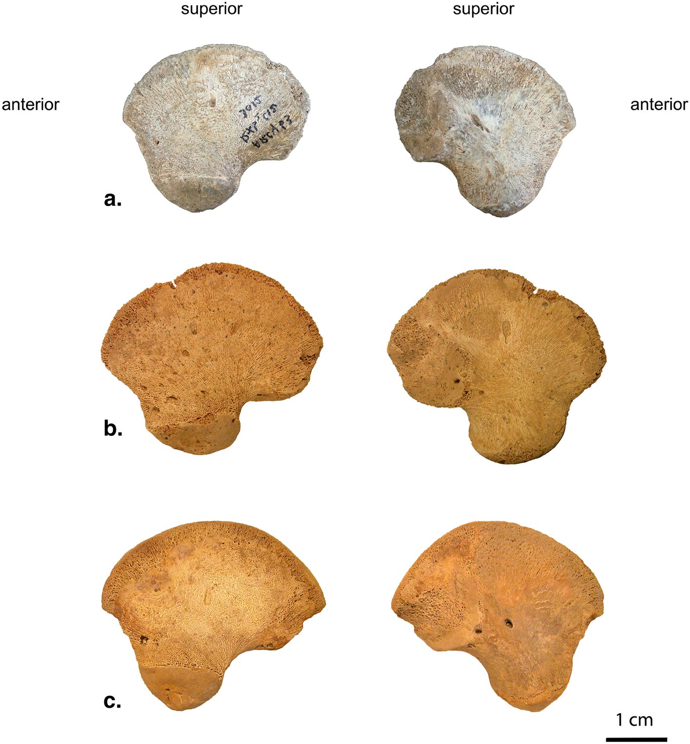Hip bone discovered in French cave suggests new branch of Homo sapiens