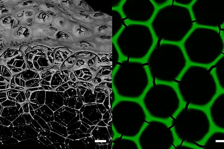 Researchers Develop New Class of Materials for Biocatalytic Processes Using Enzymes