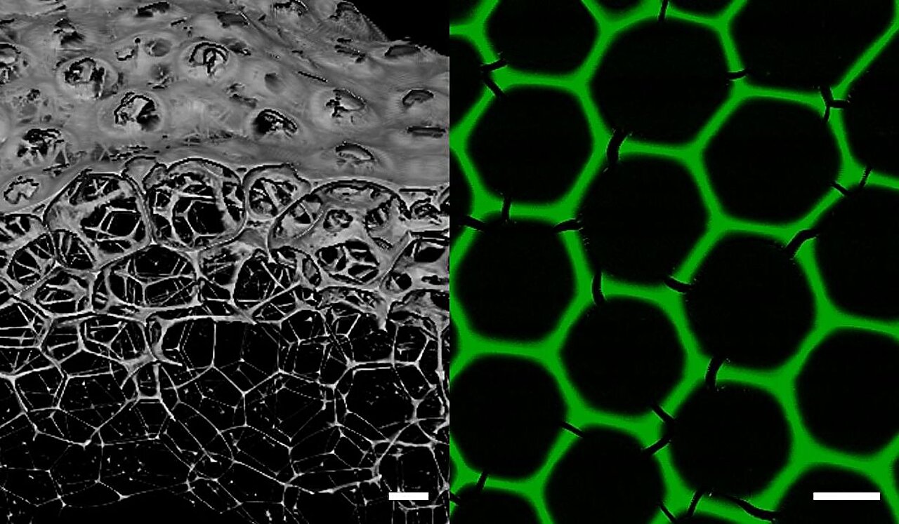 Researchers Develop New Class of Materials for Biocatalytic Processes Using Enzymes
