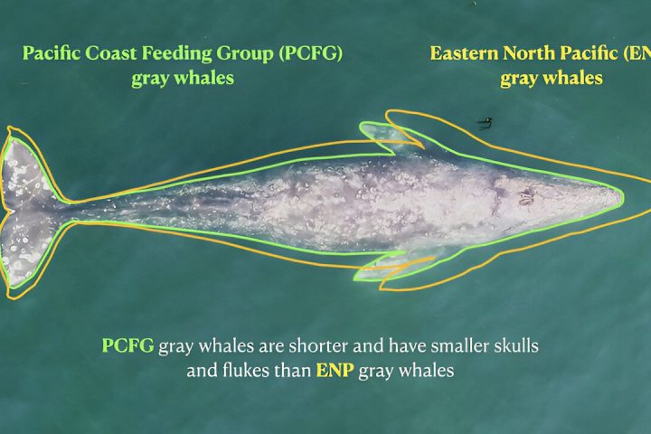 Smaller Gray Whales Spotted Feeding Along Pacific Northwest Coast