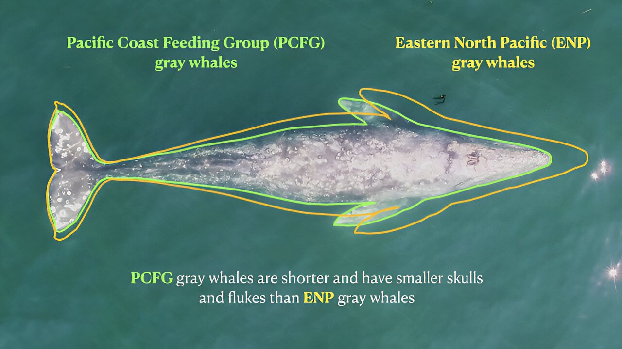 Smaller Gray Whales Spotted Feeding Along Pacific Northwest Coast