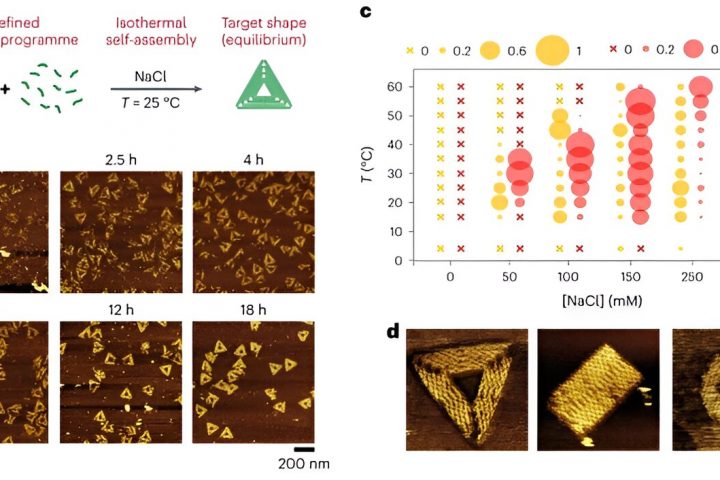 Isothermal self-assembly of evolving DNA nanostructures with multiple components