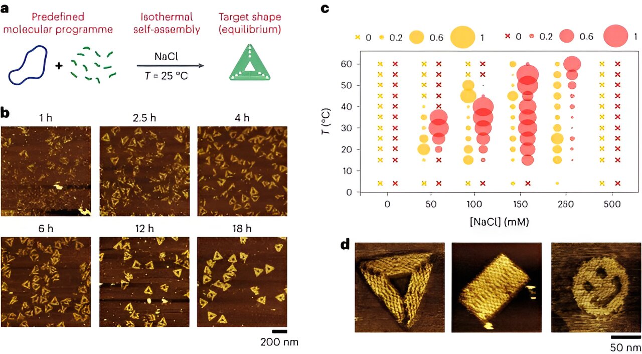 Isothermal self-assembly of evolving DNA nanostructures with multiple components