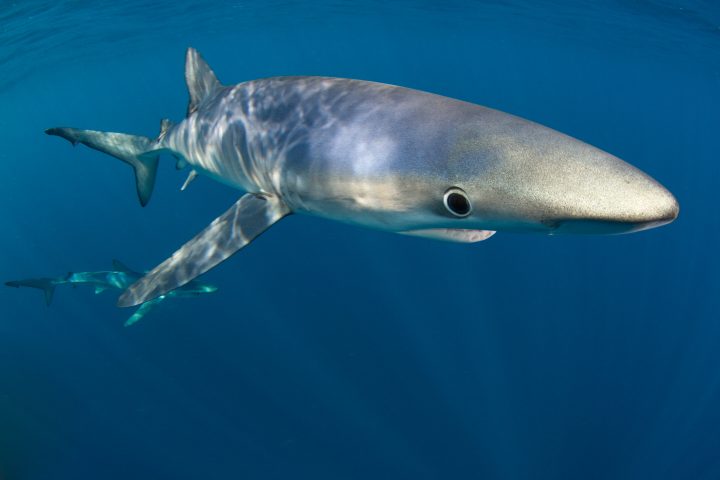 Top fish predators face significant habitat loss by 2100 due to climate change