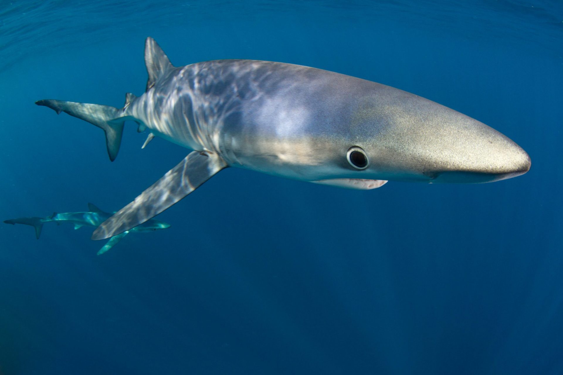 Top fish predators face significant habitat loss by 2100 due to climate change