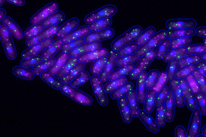 Research Team Discovers Unexpectedly Low-Noise Genes