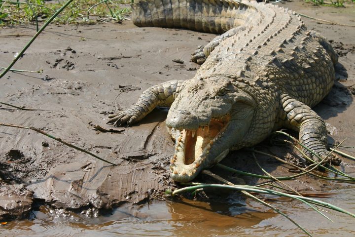 Nile Crocodiles Respond to Baby Cries from Various Mammals, Including Humans