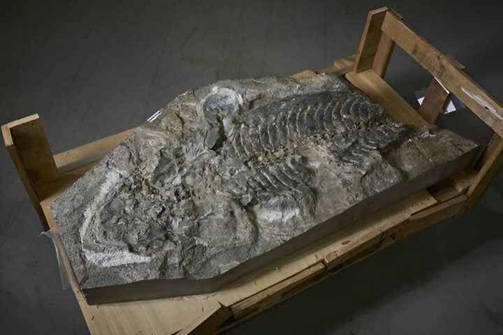 Scientists Identify New Species of Extinct Giant Amphibian from Fossil Discovered in Retaining Wall