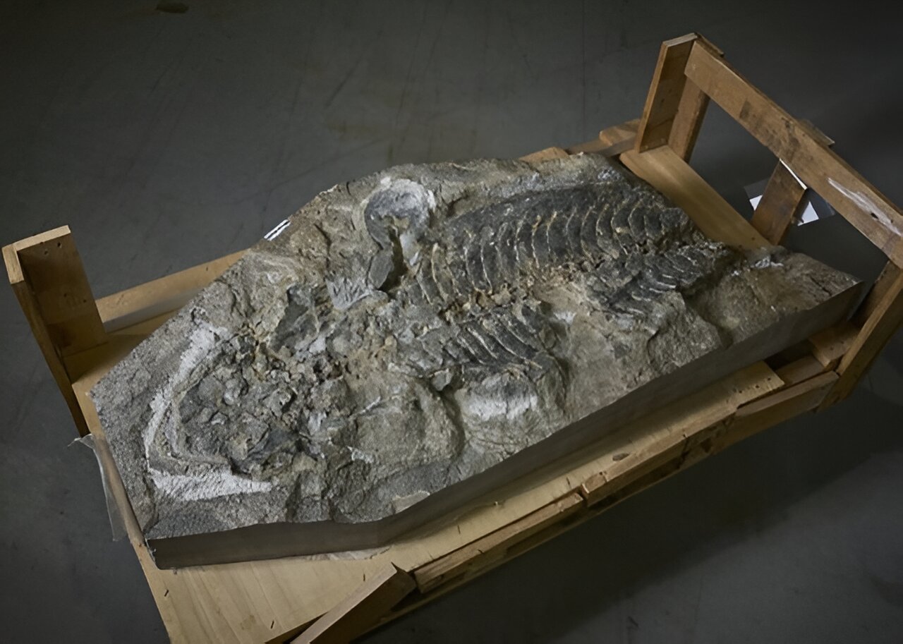 Scientists Identify New Species of Extinct Giant Amphibian from Fossil Discovered in Retaining Wall