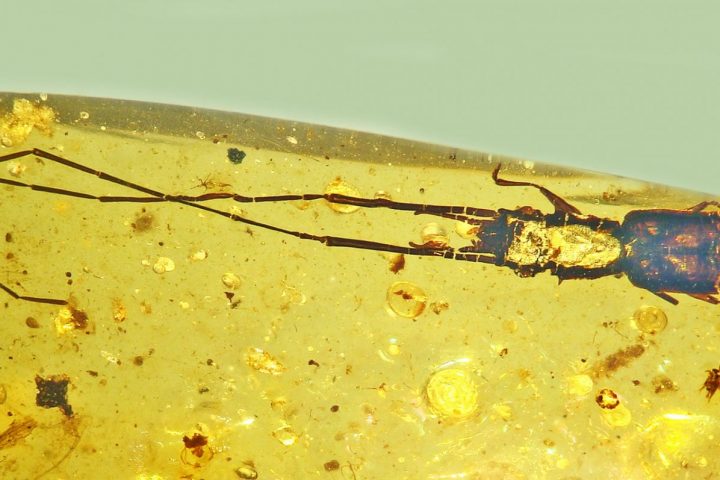 Scientists Discover New Beetle Species with Extra-Long Antennae, Engaging in Mating Battles alongside Dinosaurs