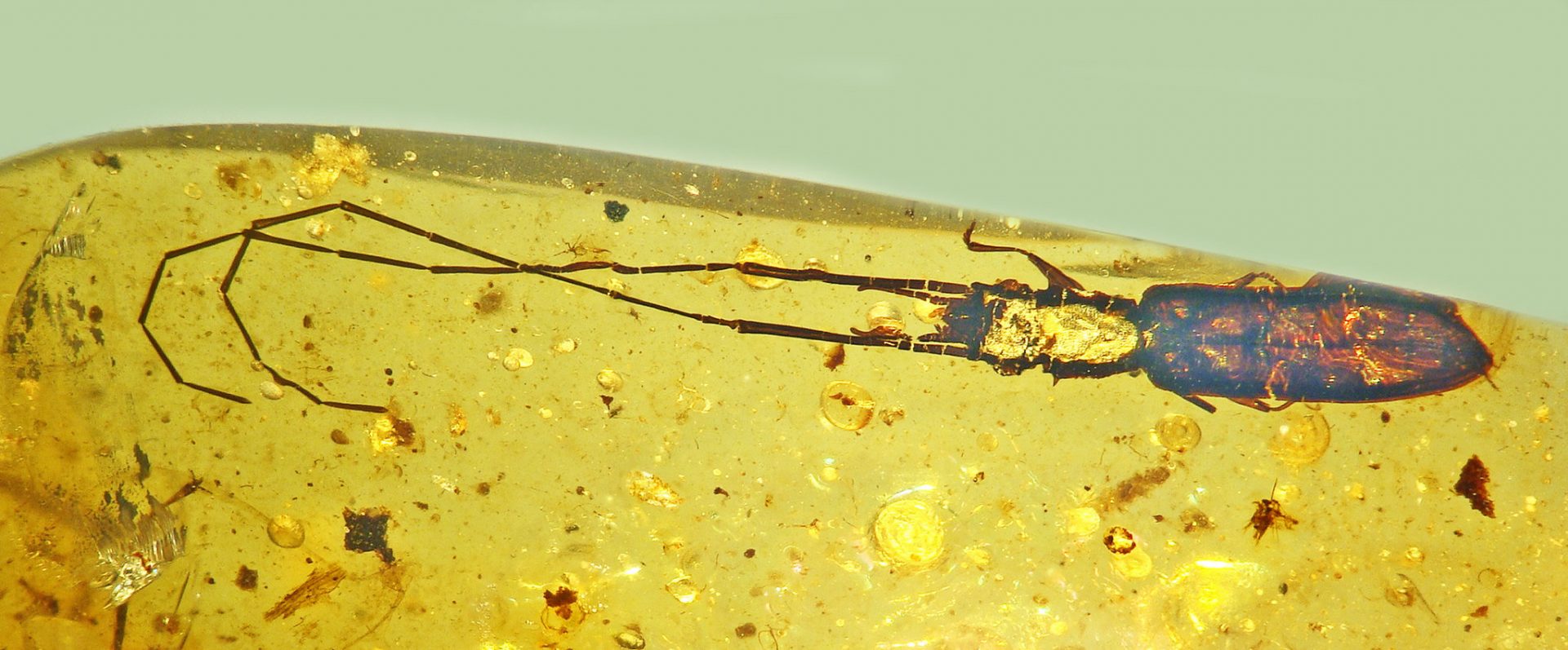 Scientists Discover New Beetle Species with Extra-Long Antennae, Engaging in Mating Battles alongside Dinosaurs