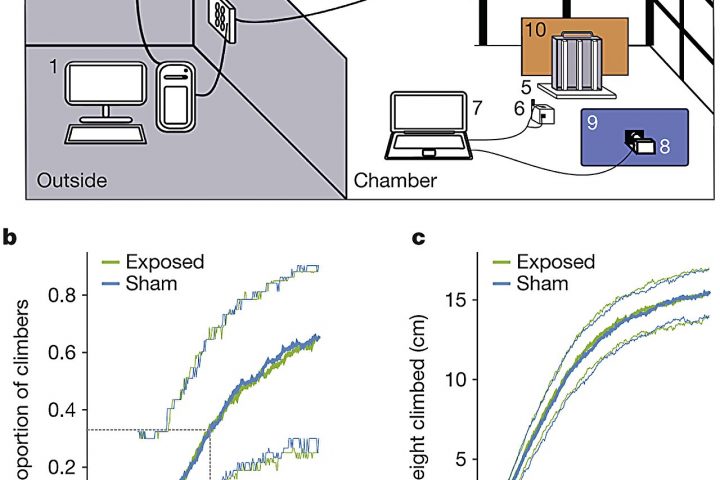 Replication of Prior Studies Fails to Find Magnetic Sensing in Fruit Flies