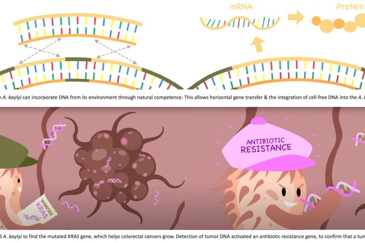 Scientists Develop Bacteria Capable of Detecting Tumor DNA