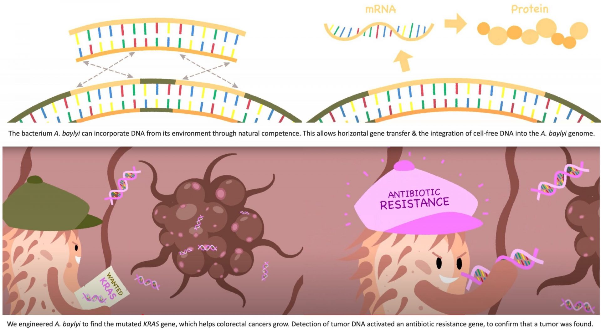 Scientists Develop Bacteria Capable of Detecting Tumor DNA