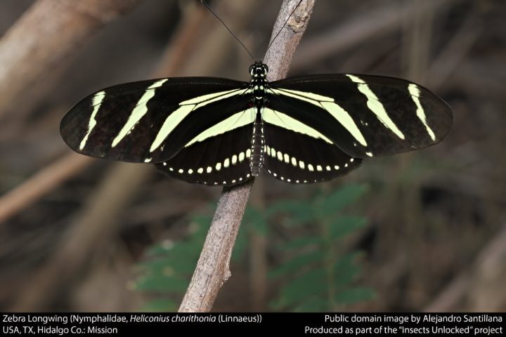 Biologists Discover Butterfly’s Colorful World