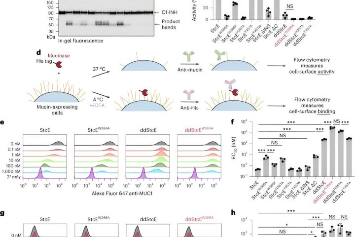 Bioengineered tool reveals hidden cancer cells