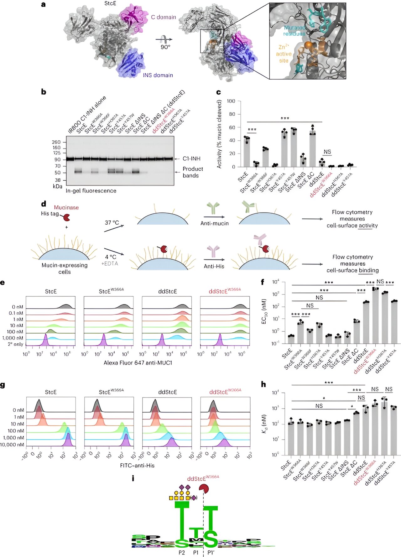 Bioengineered tool reveals hidden cancer cells