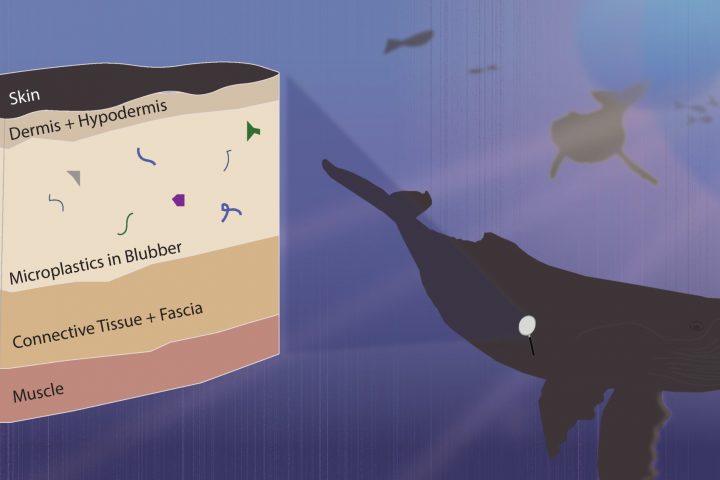 Microplastics Discovered Embedded in Whales and Dolphins’ Tissues