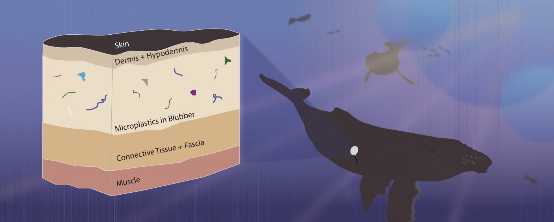 Microplastics Discovered Embedded in Whales and Dolphins’ Tissues