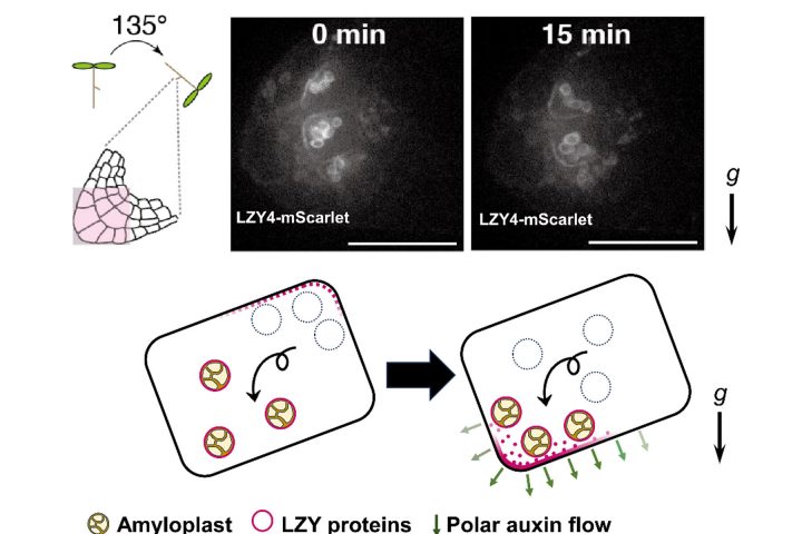 The Revealed Positional Transmitter of Statoliths: Preventing Plant Laziness