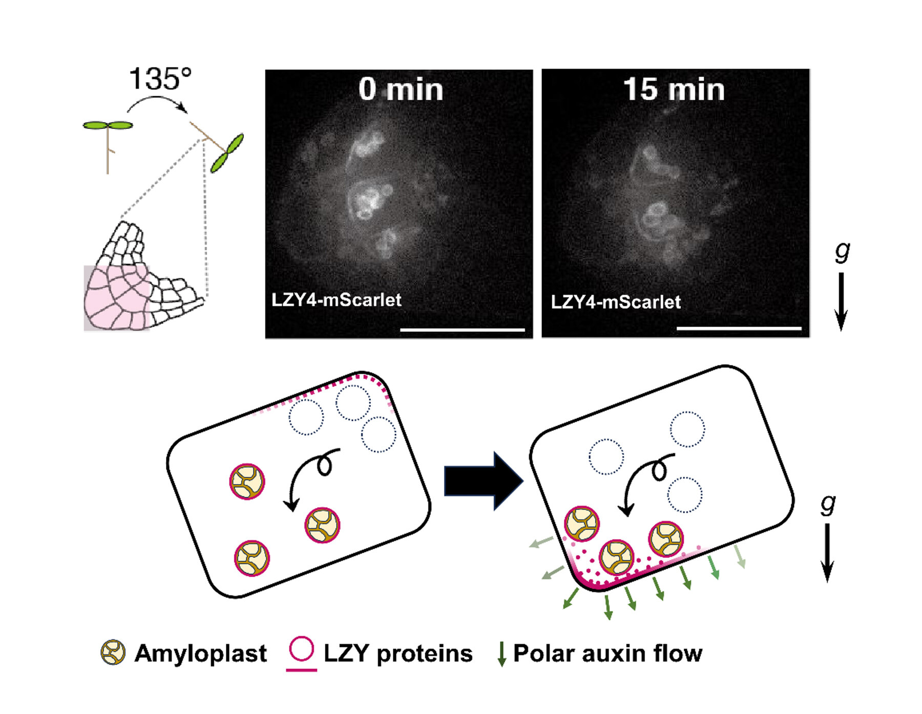 The Revealed Positional Transmitter of Statoliths: Preventing Plant Laziness